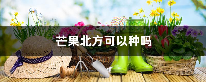 芒果北方可以种吗 芒果北方可以种吗