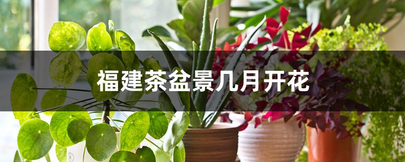 福建茶盆景几月开花 福建茶盆景几月开花