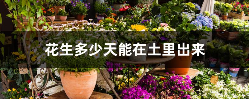 花生多少天能在土里出来 花生多少天能在土里出来