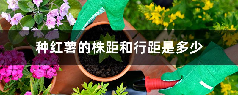 种红薯的株距和行距是多少 种红薯的株距和行距是多少