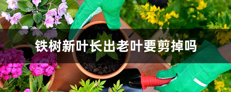 铁树新叶长出老叶要剪掉吗 铁树新叶长出老叶要剪掉吗