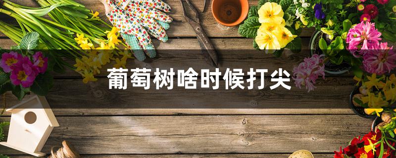 葡萄树啥时候打尖 葡萄树啥时候打尖