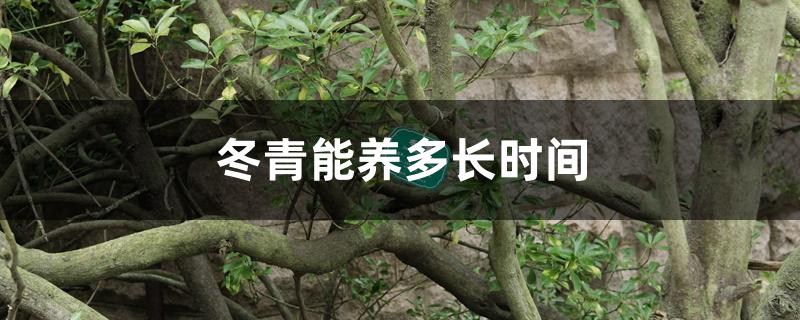 冬青能养多长时间 冬青能养多长时间