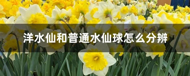 洋水仙和普通水仙球怎么分辨 洋水仙和普通水仙球怎么分辨
