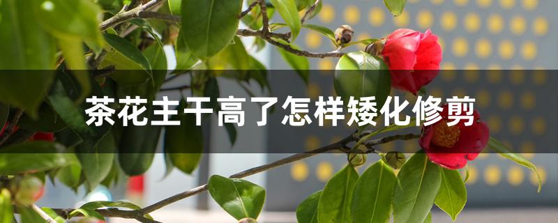 茶花主干高了怎样矮化修剪