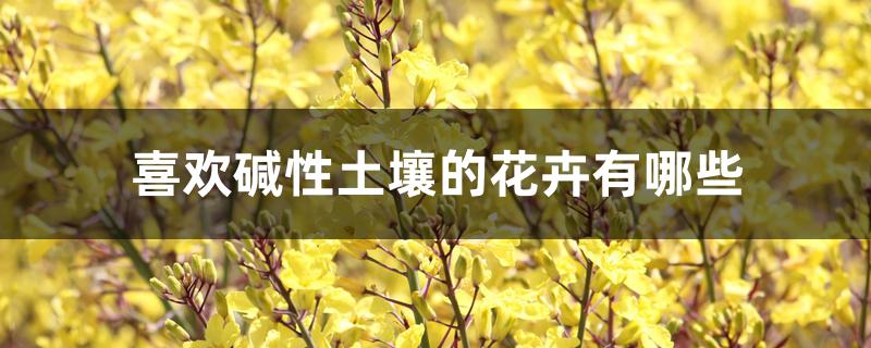 喜欢碱性土壤的花卉有哪些 喜欢碱性土壤的花卉有哪些