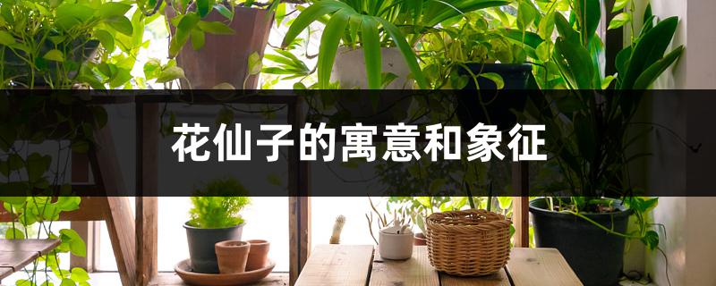 花仙子的寓意和象征 花仙子的寓意和象征