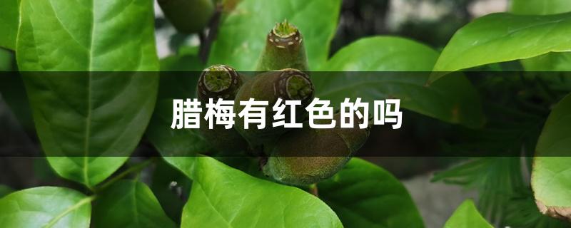 腊梅有红色的吗 腊梅有红色的吗