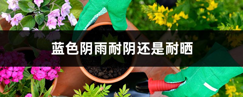 蓝色阴雨耐阴还是耐晒 蓝色阴雨耐阴还是耐晒