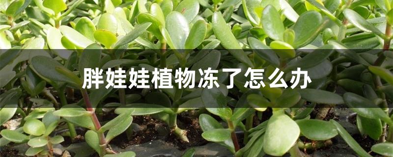 胖娃娃植物冻了怎么办 胖娃娃植物冻了怎么办