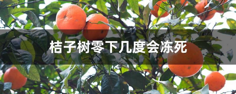 桔子树零下几度会冻死 桔子树零下几度会冻死