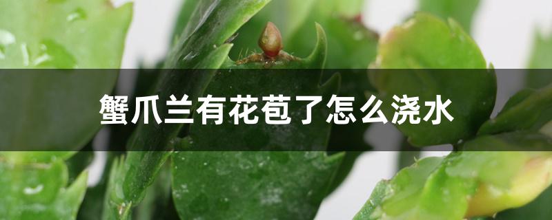 蟹爪兰有花苞了怎么浇水 蟹爪兰有花苞了怎么浇水