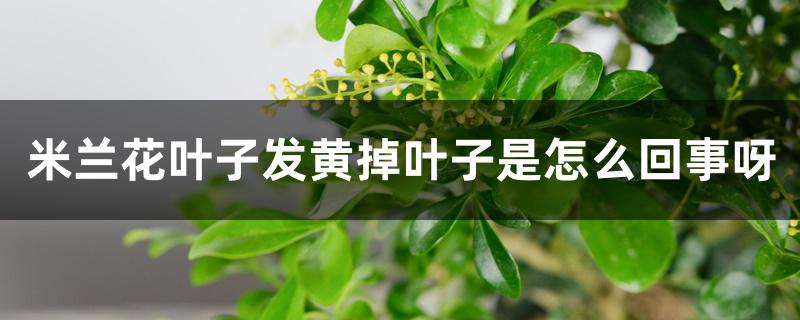 米兰花叶子发黄掉叶子是怎么回事呀 米兰花叶子发黄掉叶子是怎么回事呀