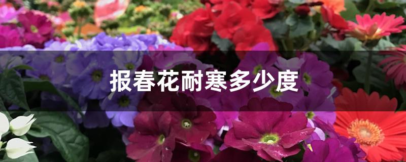 报春花耐寒多少度