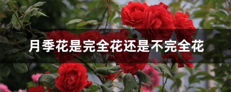 月季花是完全花还是不完全花