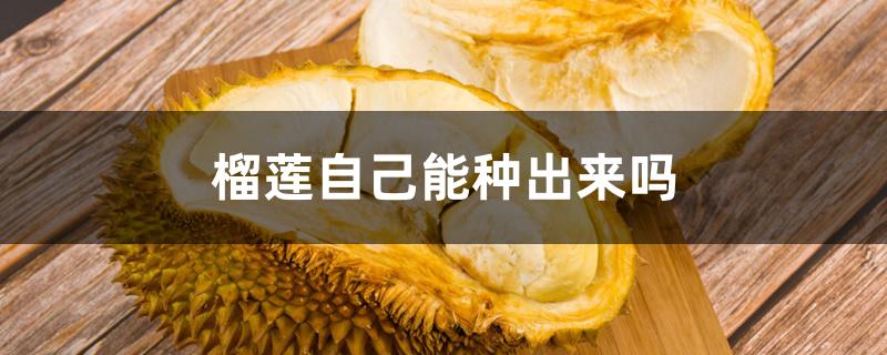 榴莲自己能种出来吗 榴莲自己能种出来吗