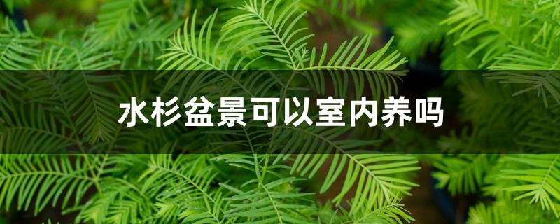 水杉盆景可以室内养吗