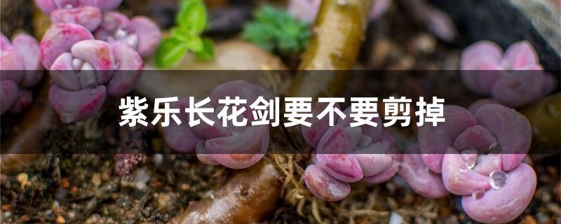 紫乐长花剑要不要剪掉 紫乐长花剑要不要剪掉