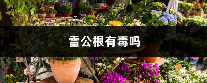 雷公根有毒吗 雷公根有毒吗