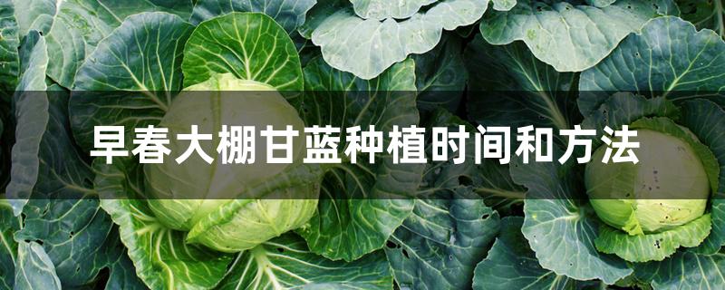 早春大棚甘蓝种植时间和方法 早春大棚甘蓝种植时间和方法