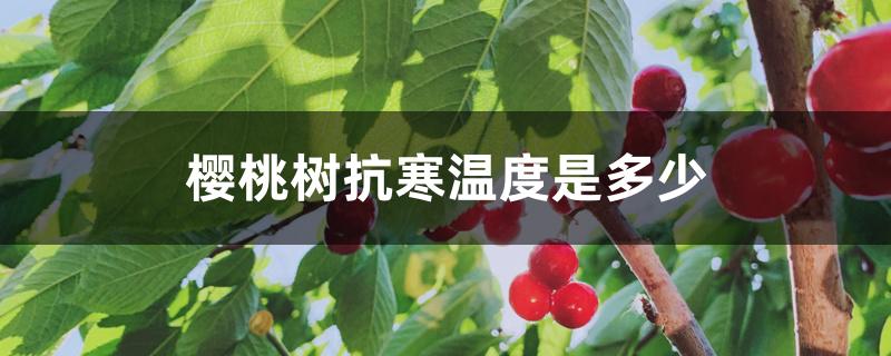 樱桃树抗寒温度是多少 樱桃树抗寒温度是多少