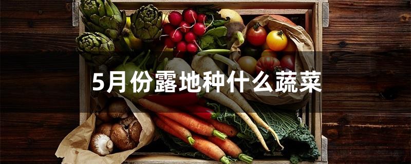 5月份露地种什么蔬菜 5月份露地种什么蔬菜
