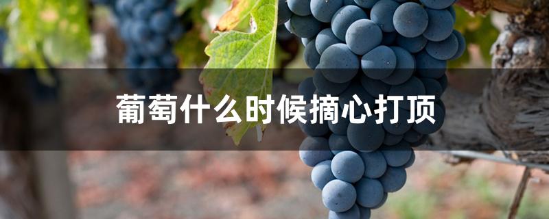 葡萄什么时候摘心打顶
