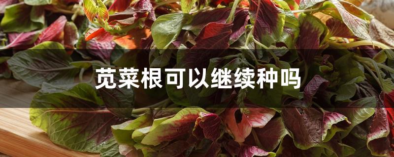 苋菜根可以继续种吗 苋菜根可以继续种吗