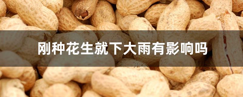 刚种花生就下大雨有影响吗 刚种花生就下大雨有影响吗