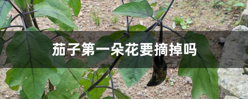 茄子第一朵花要摘掉吗 茄子第一朵花要摘掉吗