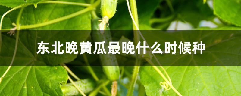 东北晚黄瓜最晚什么时候种 东北晚黄瓜最晚什么时候种