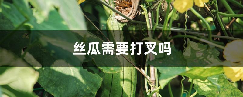 丝瓜需要打叉吗 丝瓜需要打叉吗