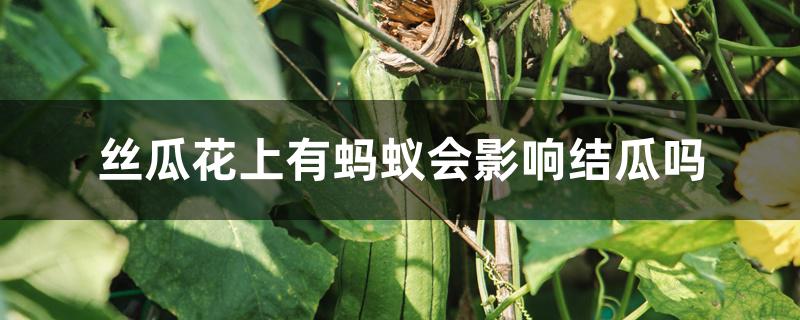 丝瓜花上有蚂蚁会影响结瓜吗 丝瓜花上有蚂蚁会影响结瓜吗