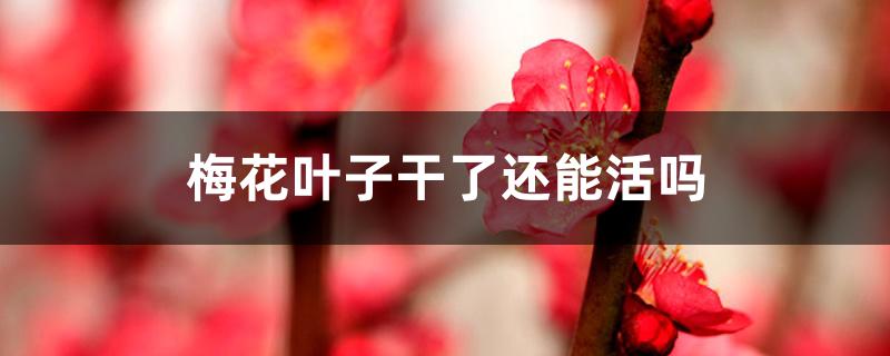 梅花叶子干了还能活吗 梅花叶子干了还能活吗