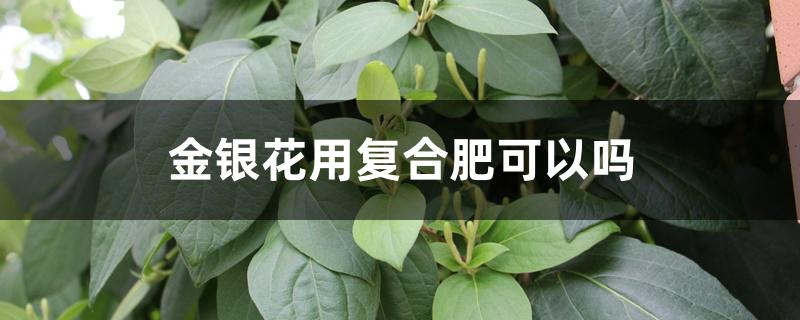 金银花用复合肥可以吗 金银花用复合肥可以吗