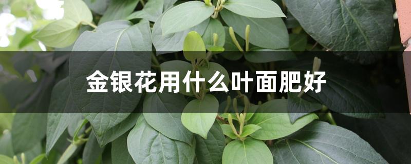 金银花用什么叶面肥好 金银花用什么叶面肥好