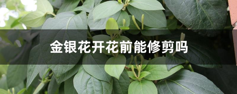 金银花开花前能修剪吗 金银花开花前能修剪吗