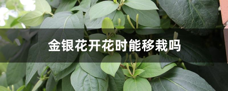 金银花开花时能移栽吗 金银花开花时能移栽吗