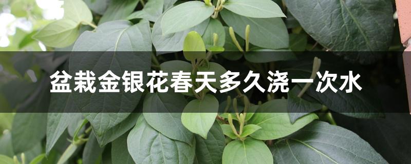 盆栽金银花春天多久浇一次水 盆栽金银花春天多久浇一次水