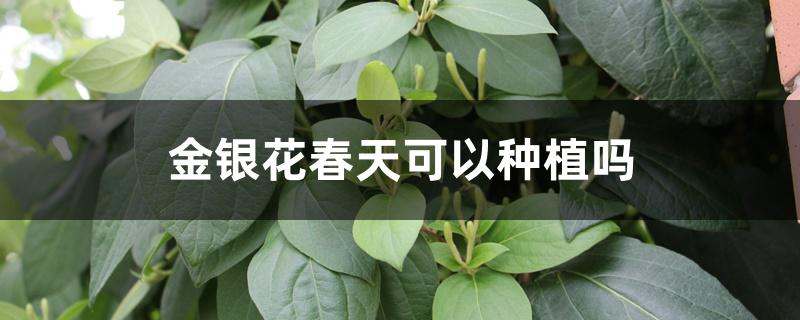金银花春天可以种植吗 金银花春天可以种植吗