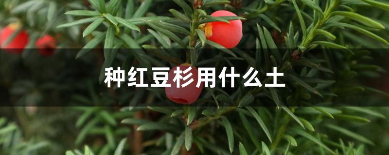 种红豆杉用什么土 种红豆杉用什么土