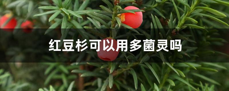 红豆杉可以用多菌灵吗 红豆杉可以用多菌灵吗