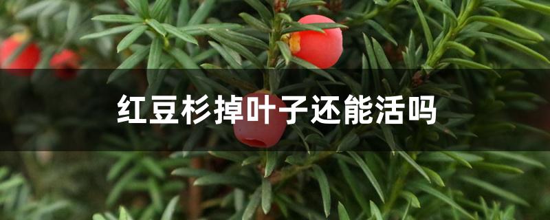 红豆杉掉叶子还能活吗 红豆杉掉叶子还能活吗