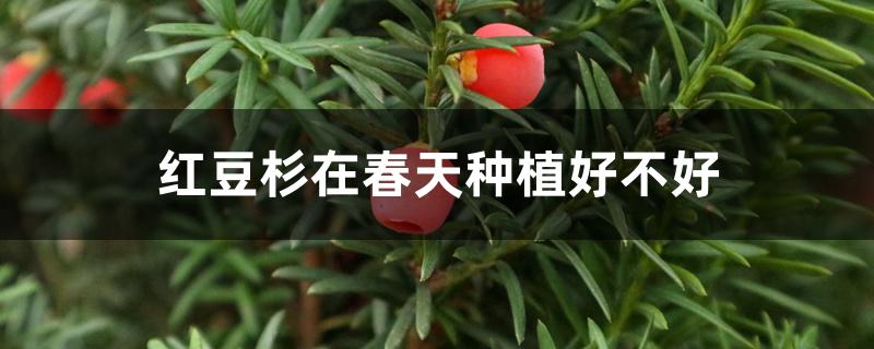 红豆杉在春天种植好不好 红豆杉在春天种植好不好