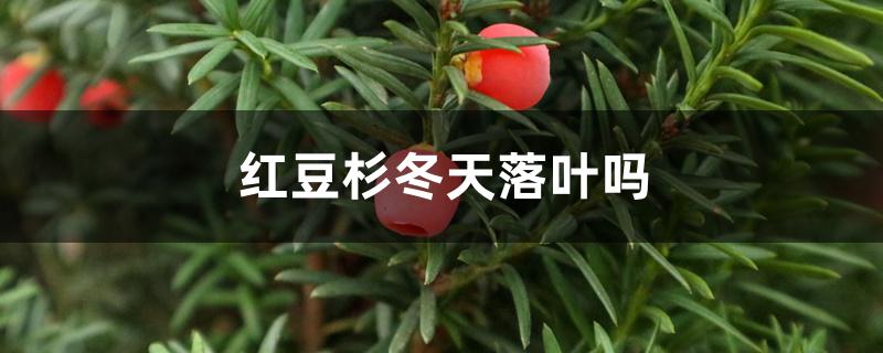 红豆杉冬天落叶吗 红豆杉冬天落叶吗