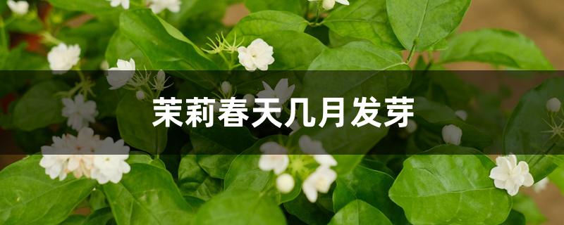 茉莉春天几月发芽 茉莉春天几月发芽
