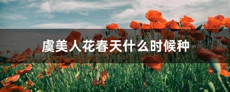 虞美人花春天什么时候种 虞美人花春天什么时候种