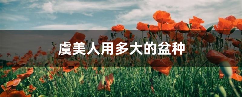 虞美人用多大的盆种 虞美人用多大的盆种