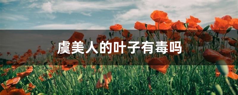虞美人的叶子有毒吗 虞美人的叶子有毒吗