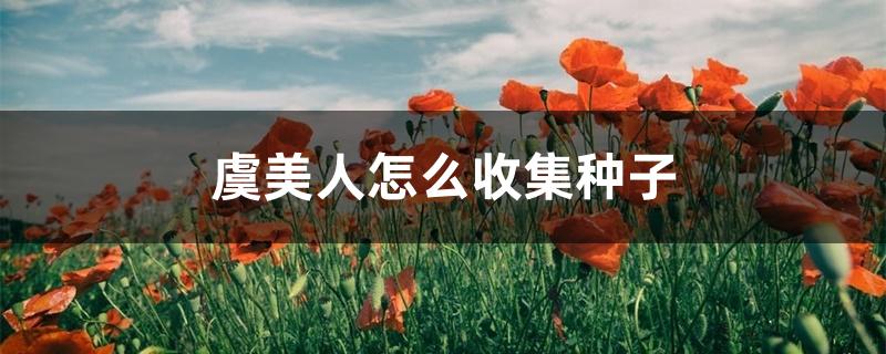 虞美人怎么收集种子 虞美人怎么收集种子